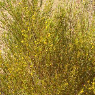 Herbal Remedies & Resins - Rooibos Tea - Aspalathus linearis Seeds